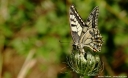 kirlangic-kuyruk-Papilio-machaon-01.JPG