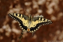 kirlangic-kuyruk-Papilio-machaon-03.JPG