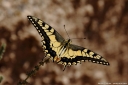 kirlangic-kuyruk-Papilio-machaon-02.JPG