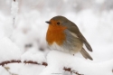 Christmas_Card_Robin_by_KevLewis__k.jpg