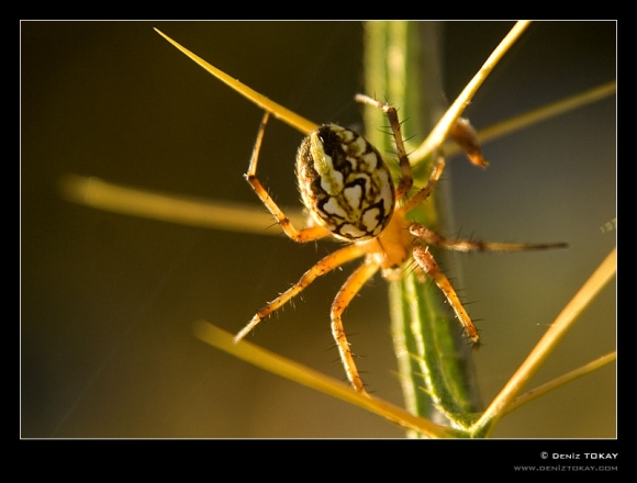 aculepeira_ceropegia.jpg