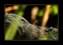 p1_Dewy_Morning_III_by_Wessonnative.jpg