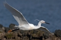 Little_Egret_in_flight_by_KevLewis__k.jpg