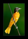 Male_Baltimore_Oriole_III_by_Wessonnative.jpg