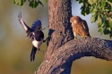 Magpie_and_Kestrel_II_by_KevLewis__k.jpg