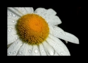 p8_Wet_Daisy_I_by_Wessonnative.jpg