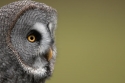 Great_Grey_Owl_II_by_KevLewis_.jpg