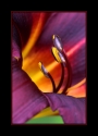 p9_Daylilly_Portrait_II_by_Wessonnative.jpg