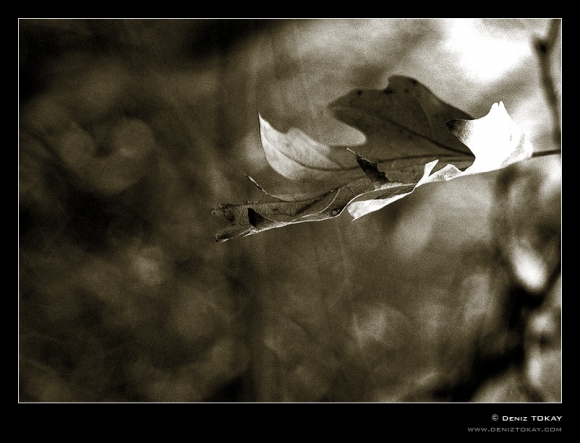 a_leaf_______by_denizt.jpg