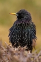 Starling_by_KevLewis__k.jpg