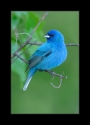 Male_Indigo_Bunting_IV_by_Wessonnative.jpg