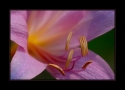 p9_Amaryllis_Belladonna_by_Wessonnative.jpg