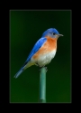 Male_Eastern_Bluebird_2_by_Wessonnative.jpg