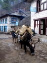 002_rustu_hatipoglu_lukla_phakding_14.jpg