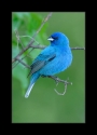 p9_Male_Indigo_Bunting_IV_by_Wessonnative.jpg