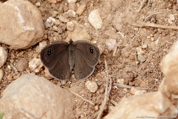 Butterflies_Adana-Dokuztekne_(3).JPG