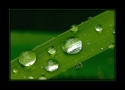 After_the_Rain_IV_by_Wessonnative.jpg